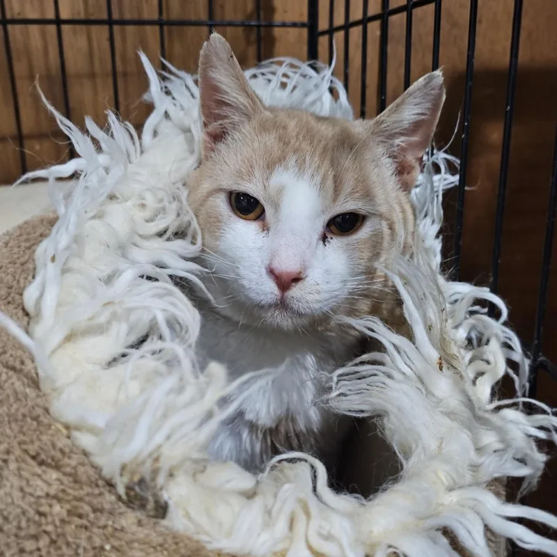 An adult large-sized male Buff & White Domestic Short Hair cat named Elio for adoption in Pardeeville, WI