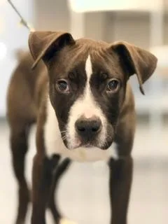 A baby medium-sized male Black American Bully dog named Cain for adoption in Winter Haven, FL