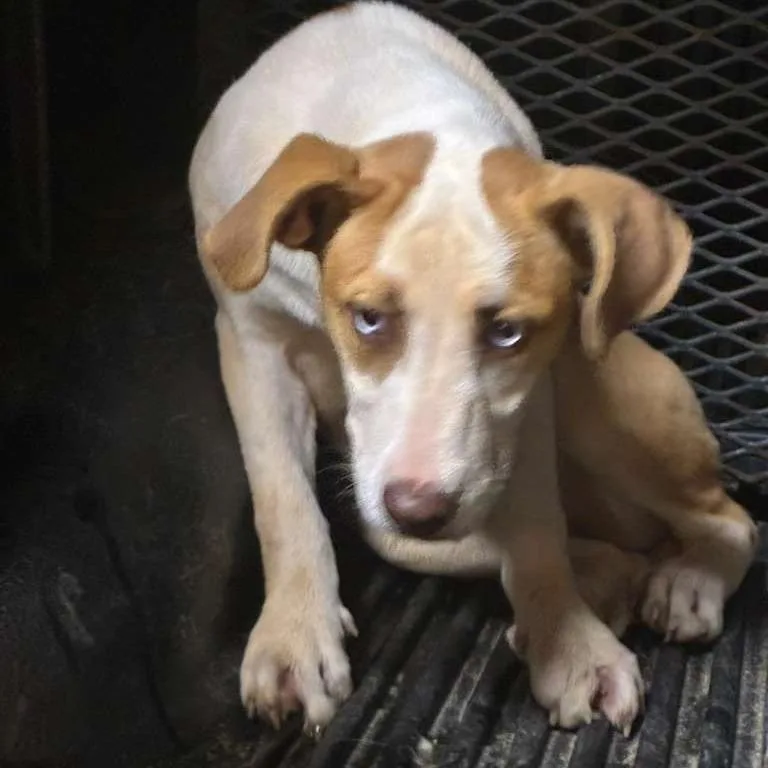 A young medium-sized female White / Cream Mixed Breed dog named Peanut Butter for adoption in Gadsden, AL