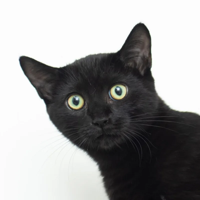 A young small-sized male Domestic Short Hair cat named Allspice for adoption in Middletown, RI