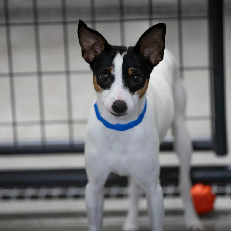 A young small-sized male White / Cream Rat Terrier dog named Komere for adoption in Peyton, CO