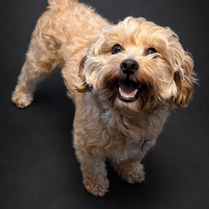 Snickers thumbnail 3