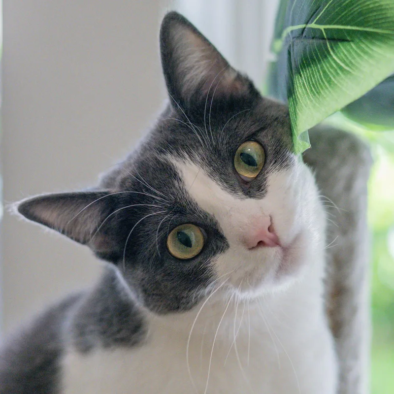 A young medium-sized female Gray & White Domestic Short Hair cat named Izzy for adoption in Hilton Head Island, SC