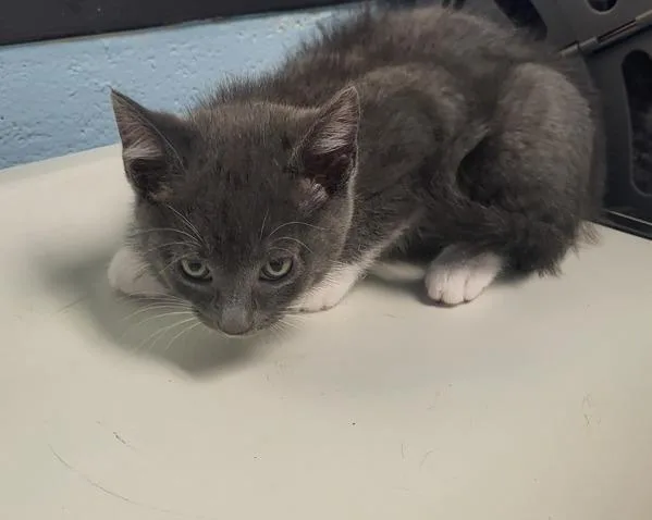 A baby small-sized male Domestic Short Hair cat named Pen  Finn for adoption in Lawrenceville, GA