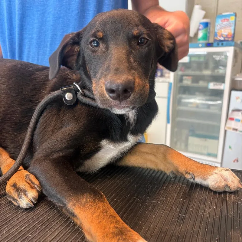A young small-sized female Mixed Breed dog named Bellatrix for adoption in Huntington, WV