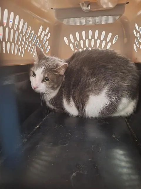 An adult medium-sized female Domestic Short Hair cat named Blu for adoption in Fort Lauderdale, FL