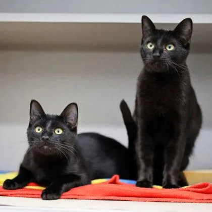 An adult small-sized male Black Domestic Short Hair cat named Raven for adoption in Atlanta, GA