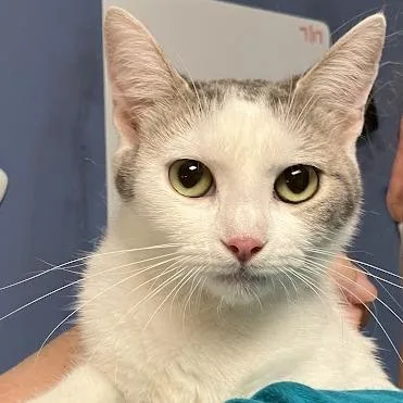 A young medium-sized female White Domestic Short Hair cat named Princess Celetia for adoption in DeKalb, IL