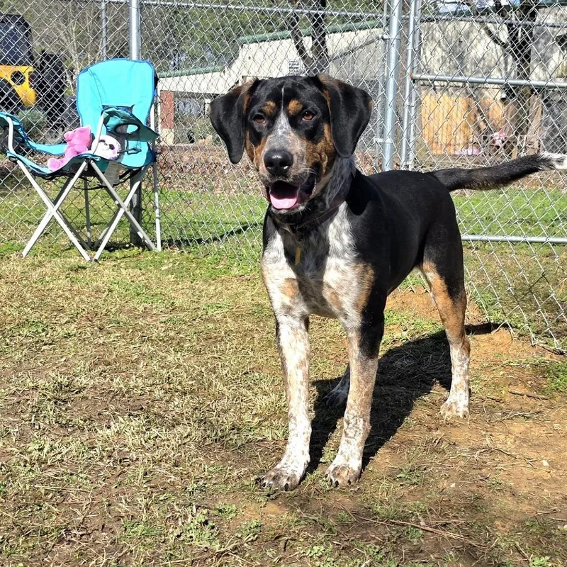 An adult medium-sized male Brown / Chocolate Mixed Breed dog named Groom for adoption in Gadsden, AL