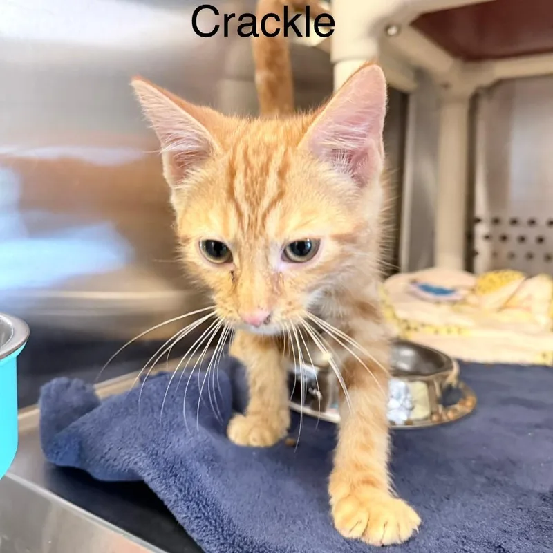 A baby small-sized male Orange / Red Domestic Short Hair cat named Crackle for adoption in Knoxville, TN