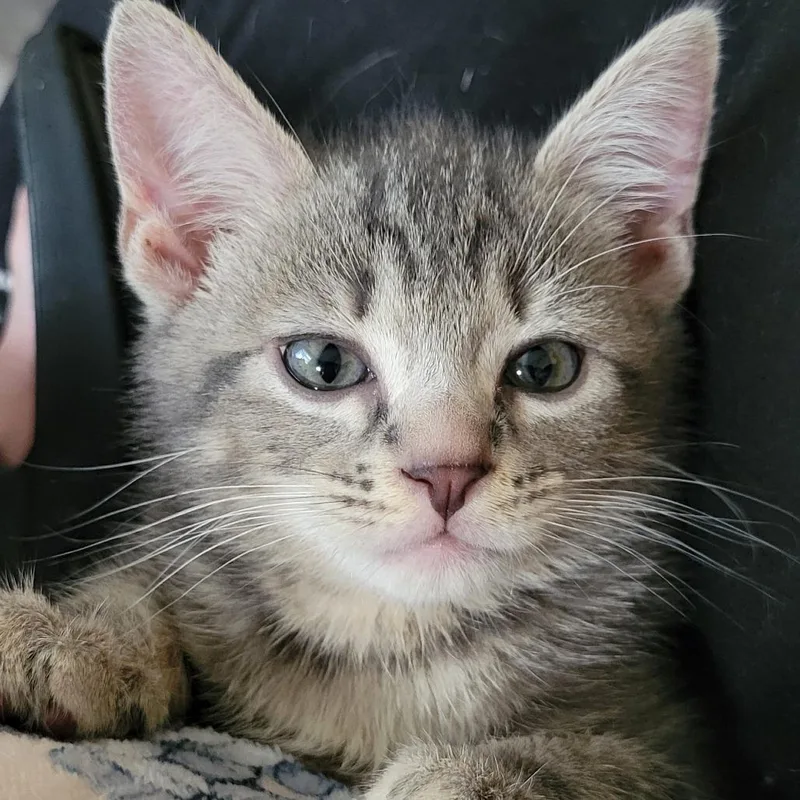 A baby small-sized male Gray / Blue / Silver Domestic Short Hair cat named Garth B for adoption in Marietta, GA