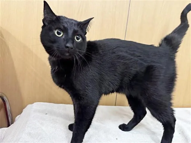 An adult medium-sized male Domestic Short Hair cat named Spyder for adoption in Saint Louis, MO
