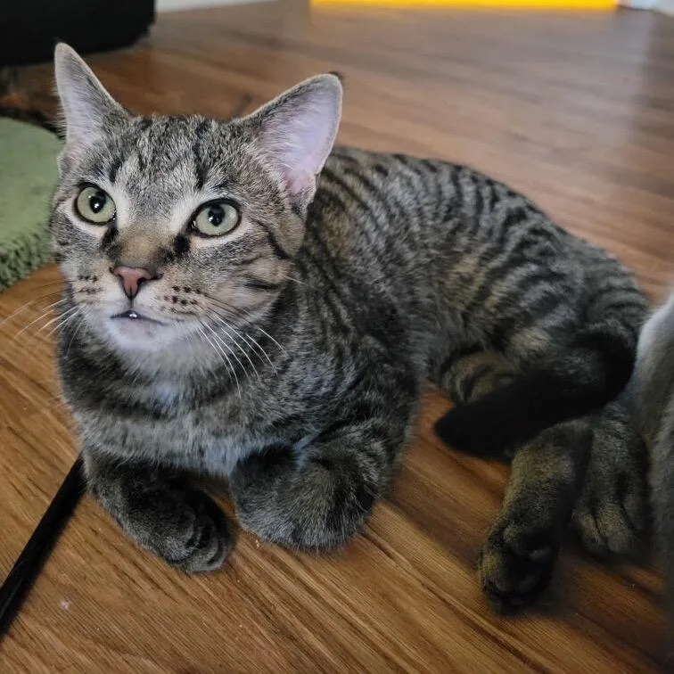 Cloak In York  thumbnail 2