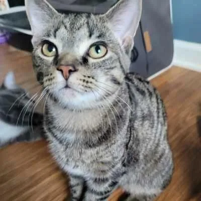 Cloak In York  thumbnail 3