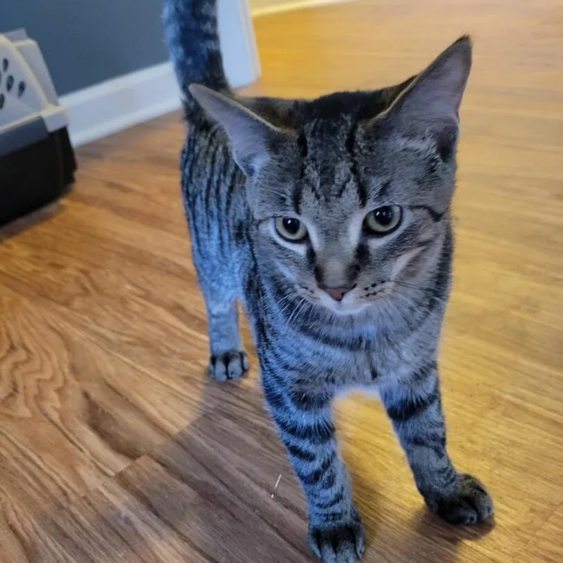 Cloak In York  thumbnail 4