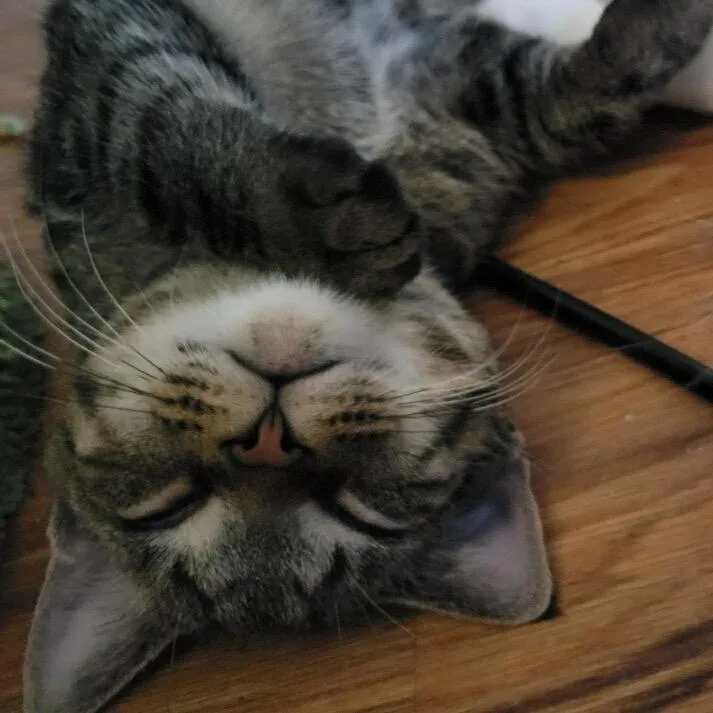 Cloak In York  thumbnail 5