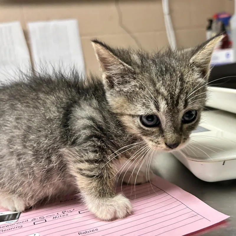 A baby small-sized male Brown / Chocolate Domestic Short Hair cat named Geronimo for adoption in Newport, NC
