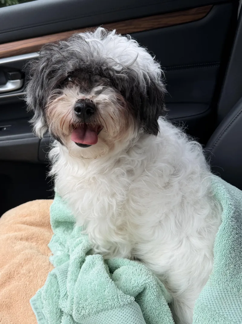 An adult small-sized female Shih Tzu dog named Tessie for adoption in Havertown, PA