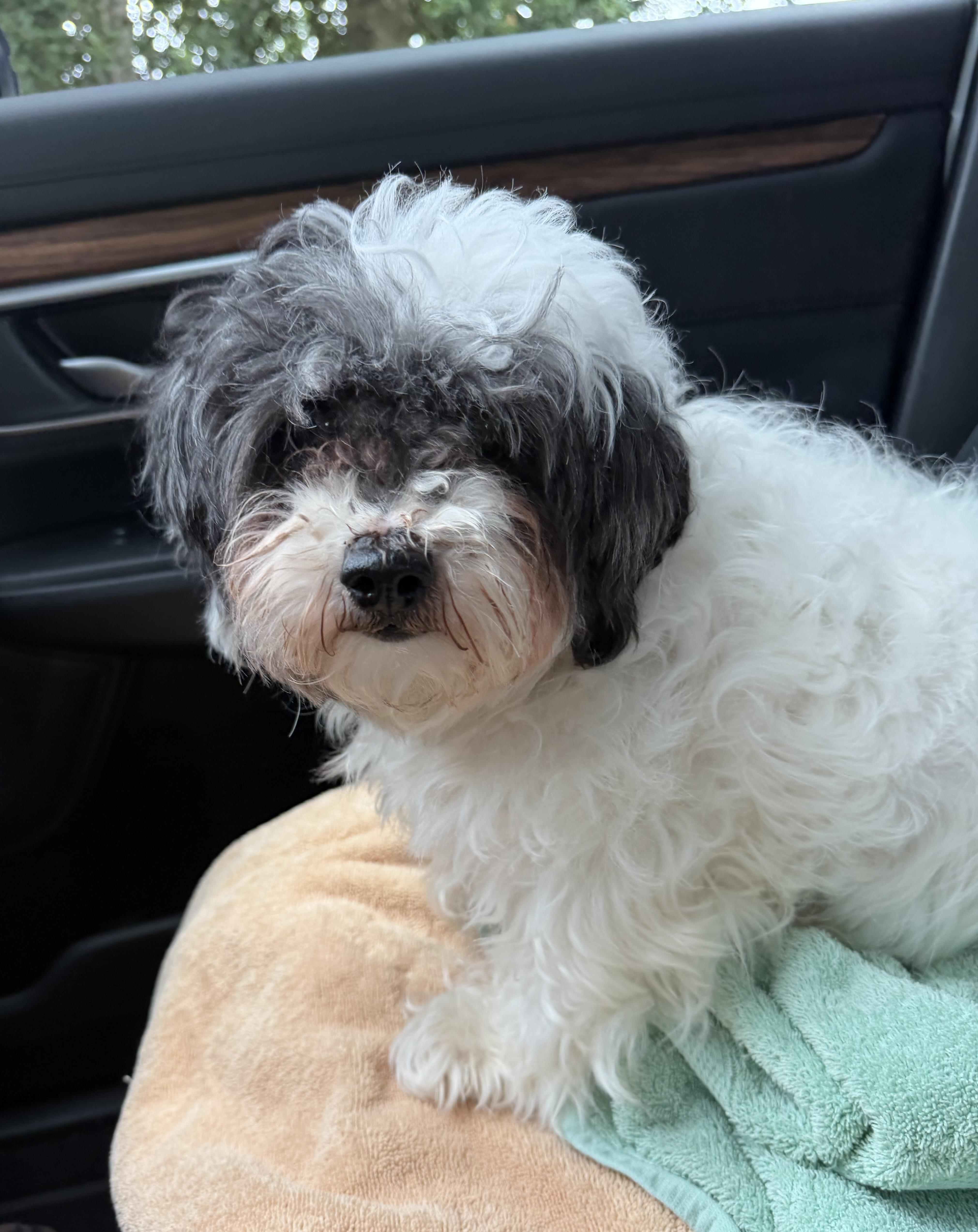 Tessie thumbnail 5