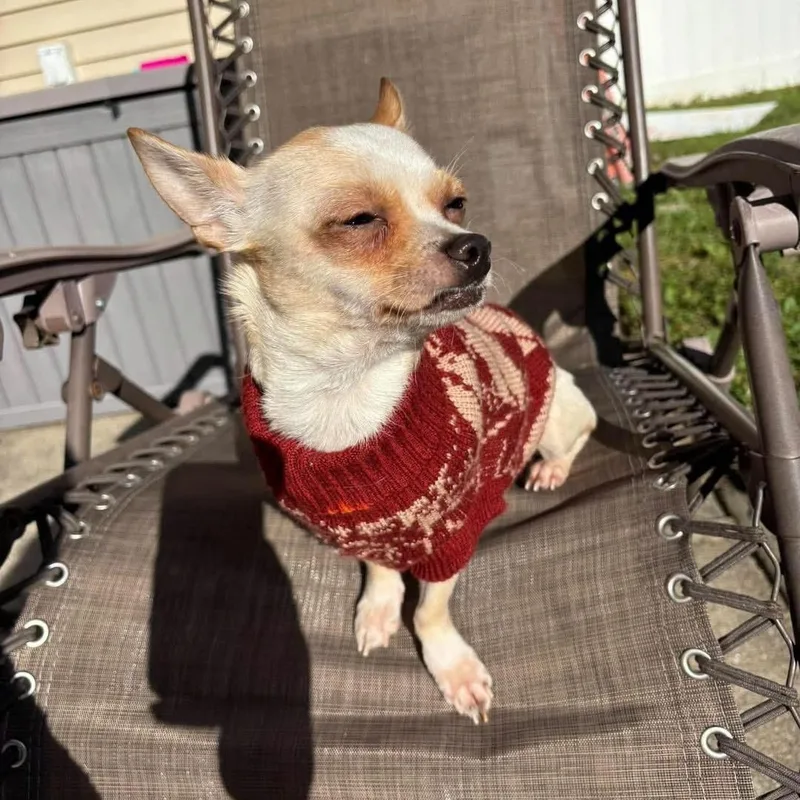 A young small-sized female Yellow / Tan / Blond / Fawn Chihuahua dog named Tiffany for adoption in Yaphank, NY