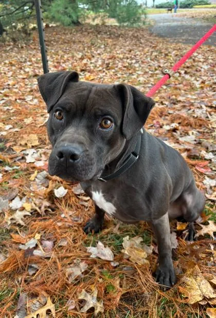 An adult large-sized female Mixed Breed dog named Coco for adoption in Cincinnati, OH