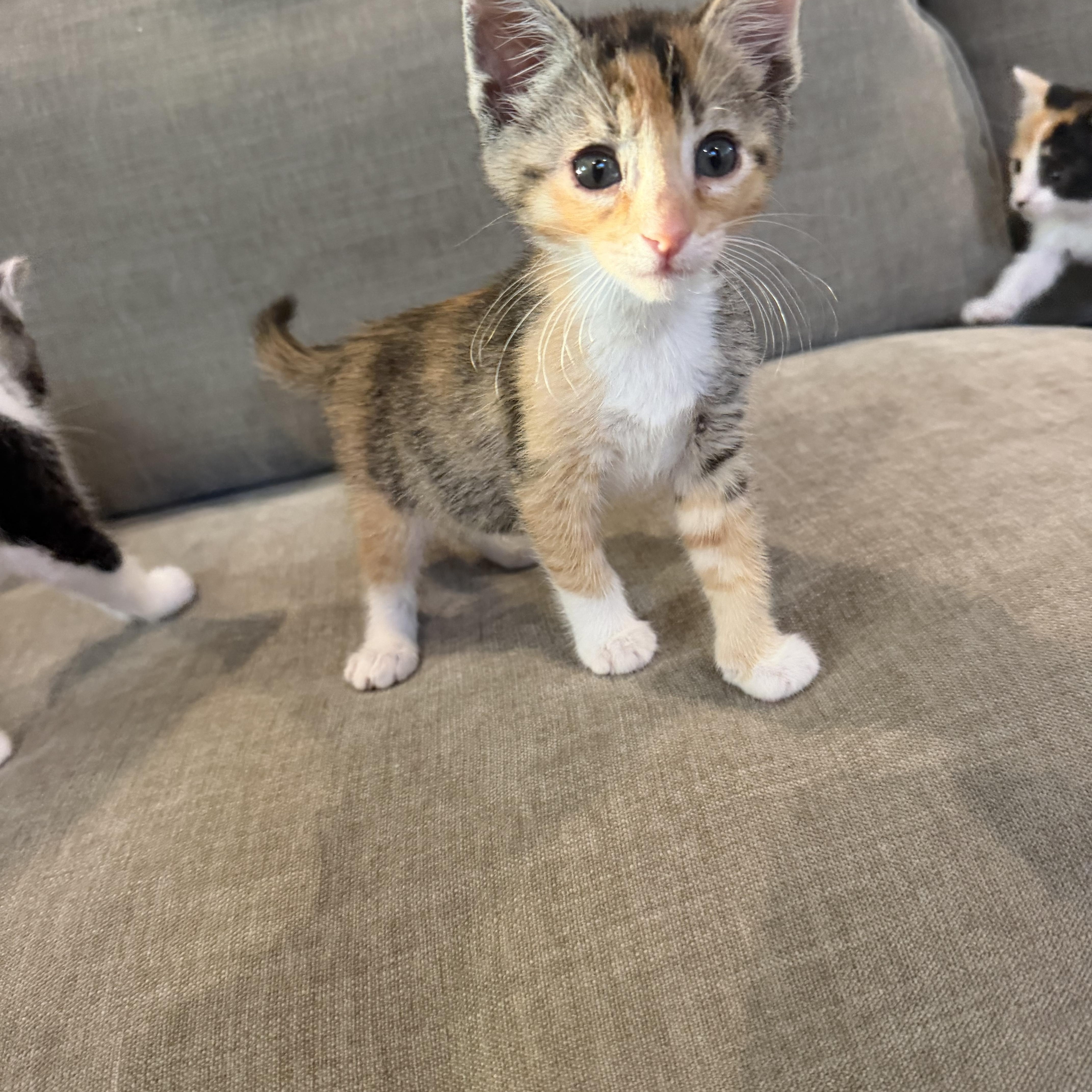 A baby small-sized female Calico cat named Penny for adoption in Elk Grove, CA