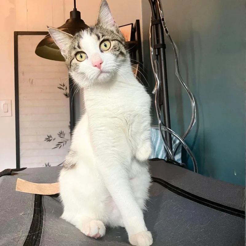 An adult medium-sized female Domestic Short Hair cat named Moaning Myrtle for adoption in Brooklyn, NY