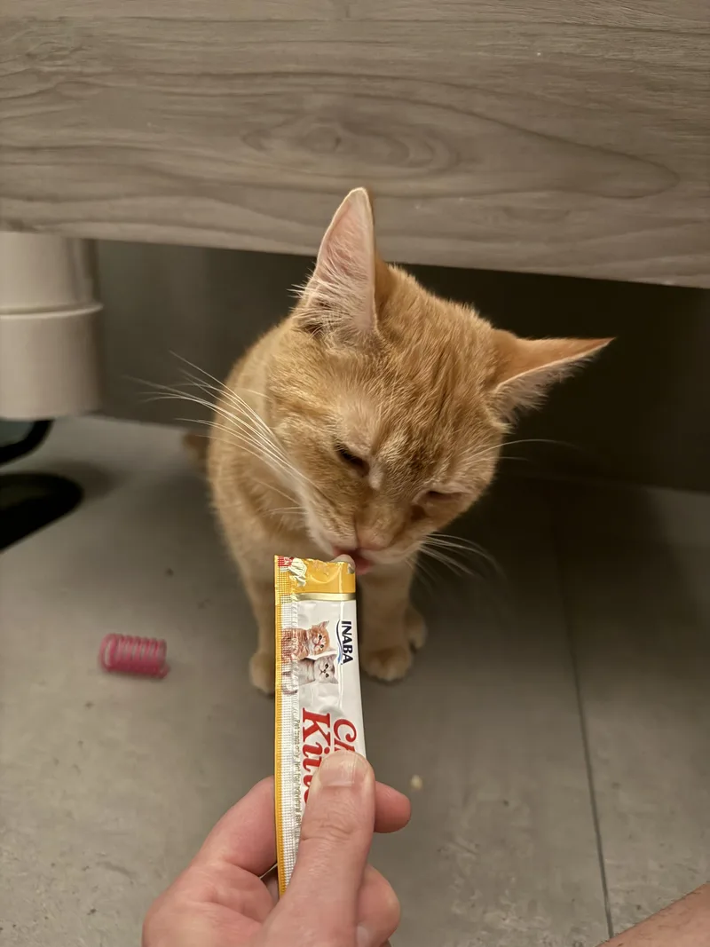 An adult medium-sized male Orange / Red American Shorthair cat named Elias for adoption in Brooklyn, NY