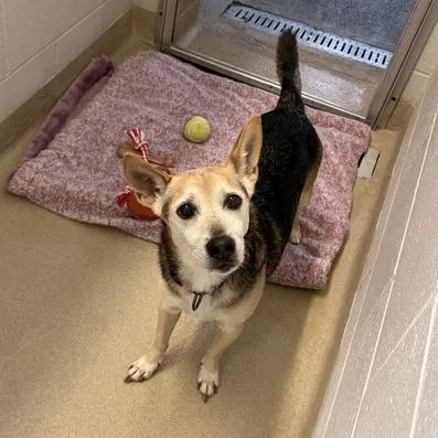 A senior small-sized male Brown / Chocolate Mixed Breed dog named Banjo for adoption in Marshall, VA