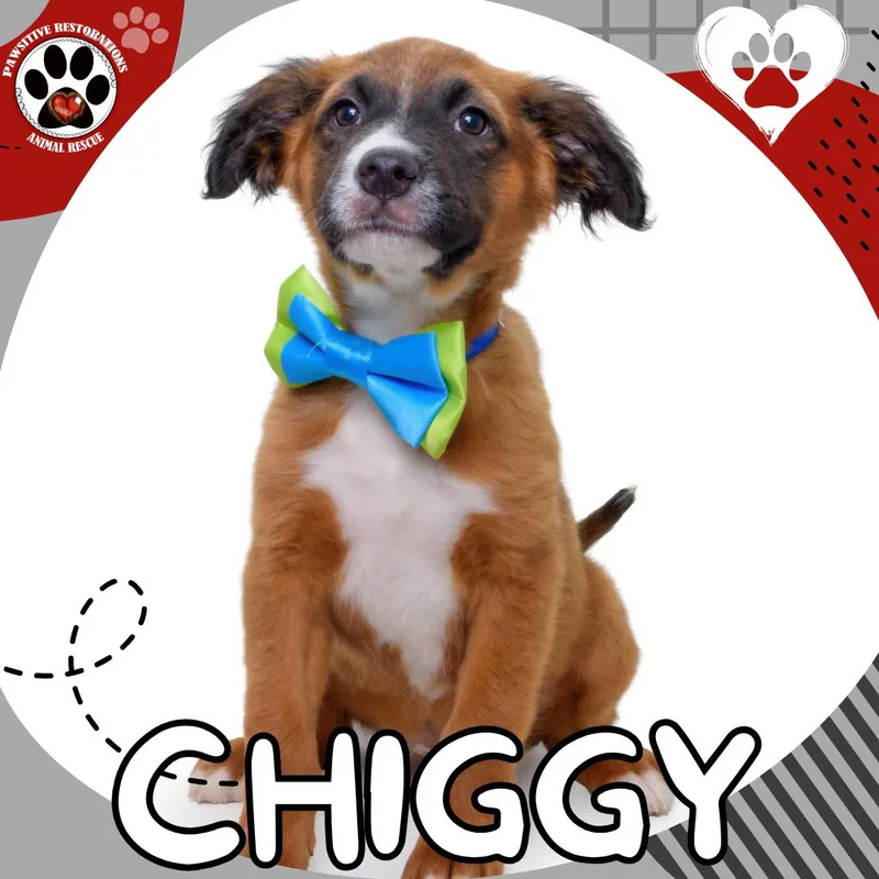 Chiggy thumbnail 2