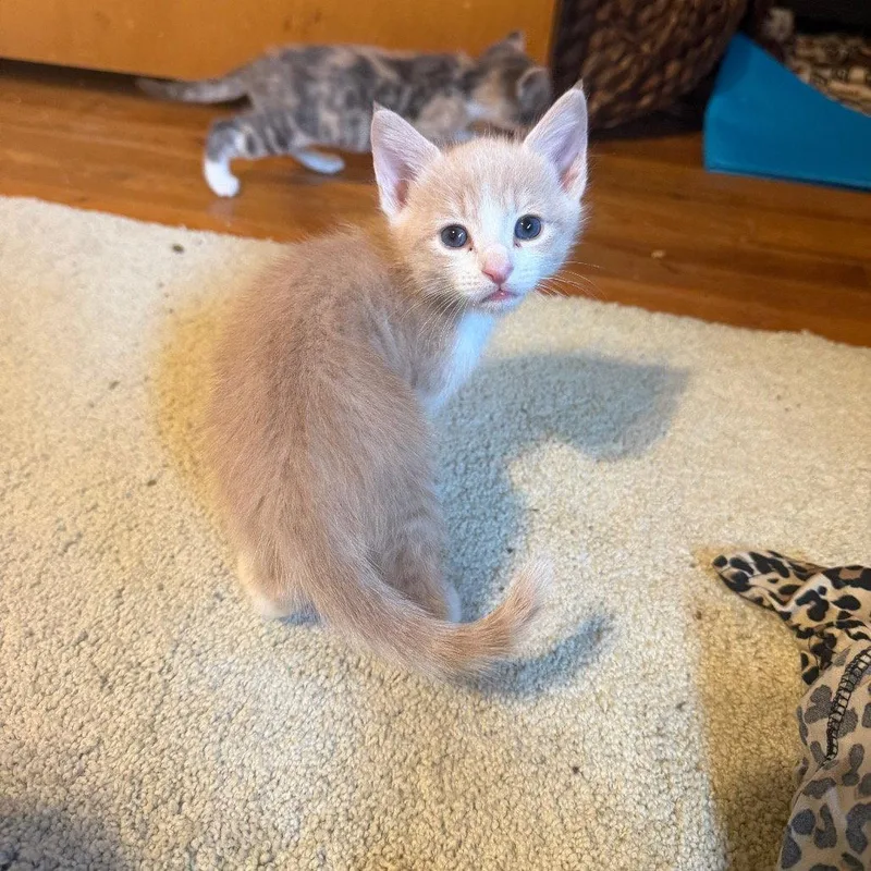 A baby small-sized female Orange & White Domestic Short Hair cat named Hannah Montana for adoption in Chico, CA
