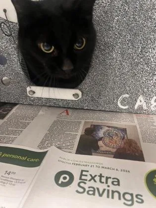 An adult large-sized female Domestic Short Hair cat named Ludi for adoption in Daytona Beach, FL