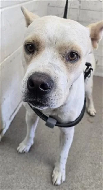 An adult medium-sized male Pit Bull Terrier dog named Ledger for adoption in San Bernardino, CA
