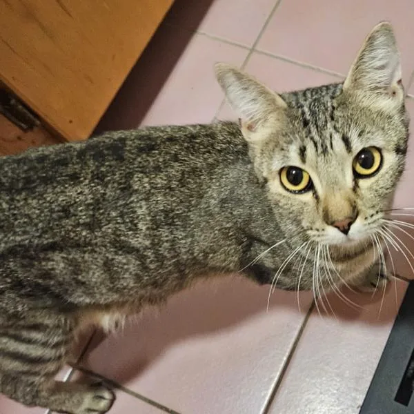 A young small-sized female Domestic Short Hair cat named Sally for adoption in Vancouver, WA