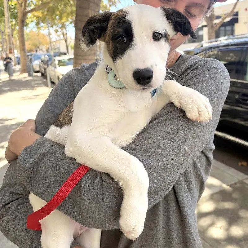 A baby small-sized female Pit Bull Terrier dog named Scout for adoption in Oakland, CA