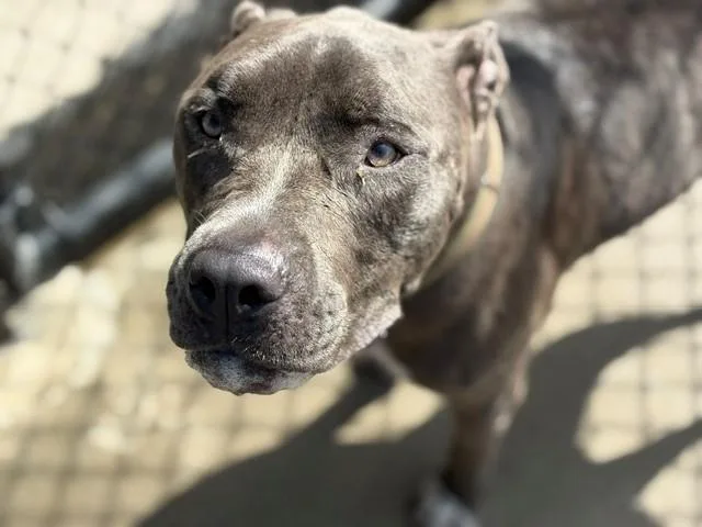 An adult large-sized male Pit Bull Terrier dog named Blue for adoption in Tulsa, OK