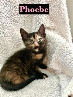 A baby small-sized female Domestic Short Hair cat named Phoebe for adoption in Oradell, NJ