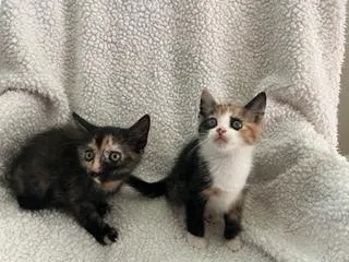 Phoebe thumbnail 2