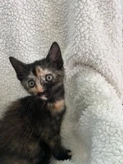 Phoebe thumbnail 3