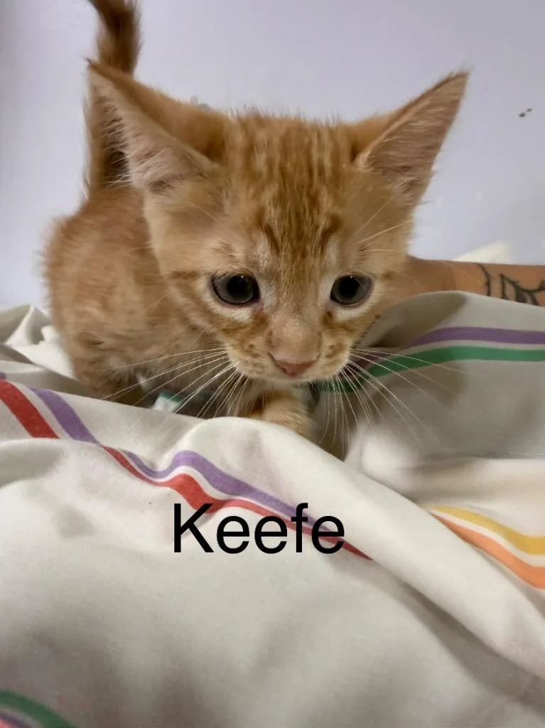 Keefe