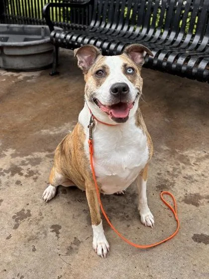 An adult medium-sized female Mixed Breed dog named Hymn for adoption in Knoxville, TN