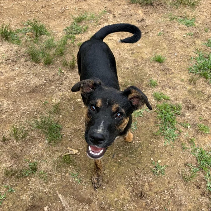 A young small-sized male Black Mixed Breed dog named Mojo for adoption in Parrish, AL