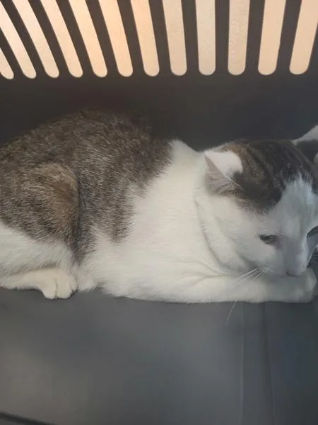 An adult small-sized male Domestic Short Hair cat named Pem Sam for adoption in Lawrenceville, GA