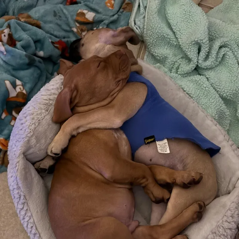 Benedict thumbnail 2