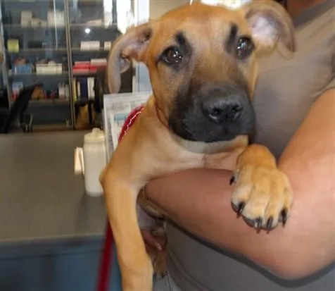 A baby small-sized male Great Dane dog named Jucie Couture for adoption in Los Angeles, CA