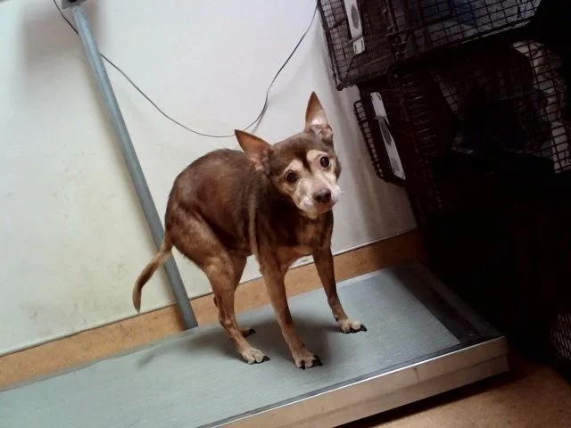A senior small-sized male Terrier dog named A for adoption in Martinez, CA
