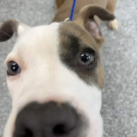 A young medium-sized male American Bully dog named Joey for adoption in Bryan, OH