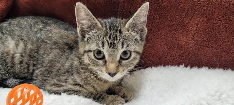 Bobbie Jo thumbnail 4