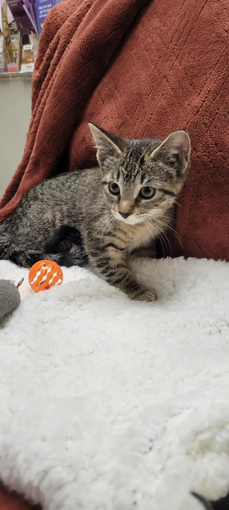 Bobbie Jo thumbnail 5