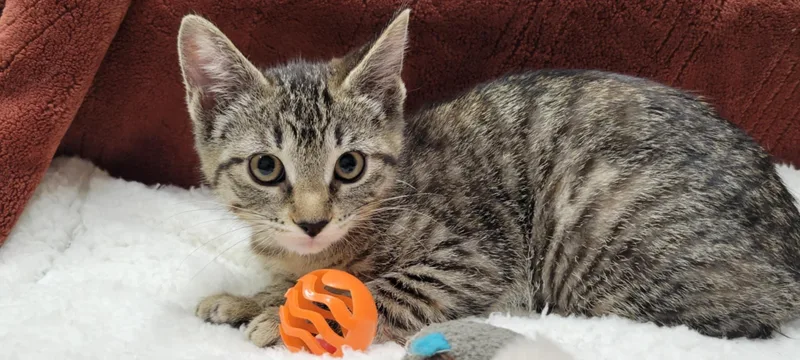 Bobbie Jo thumbnail 6